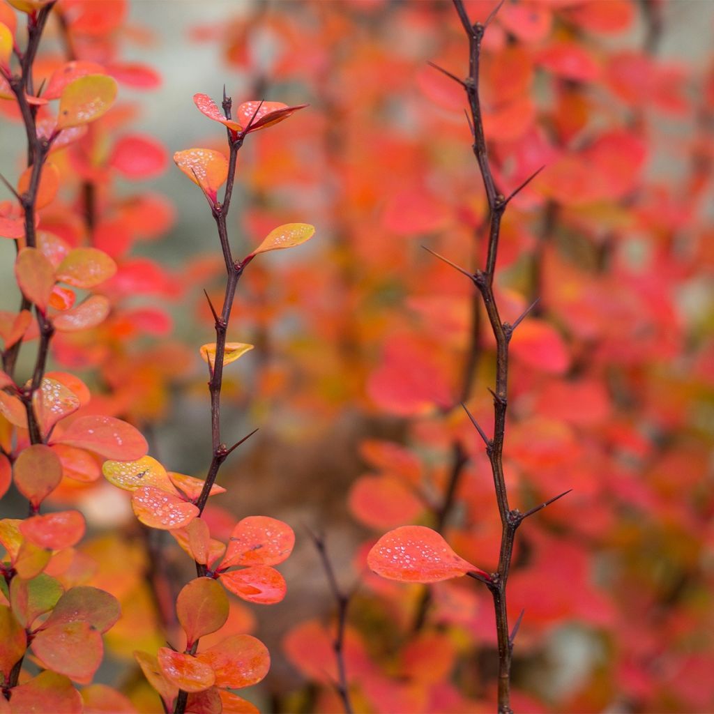 Agracejo japonés - Berberis thunbergii Orange Ice