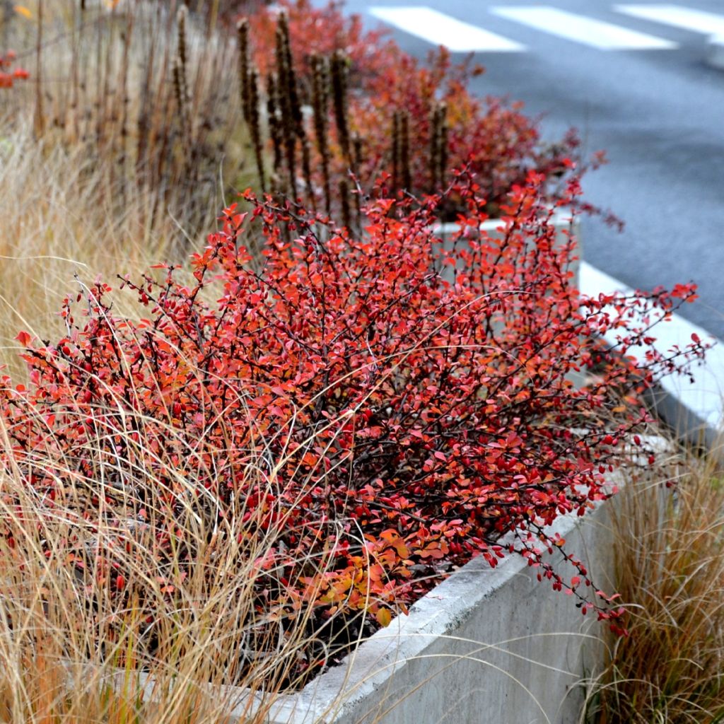 Agracejo japonés - Berberis thunbergii Orange Ice