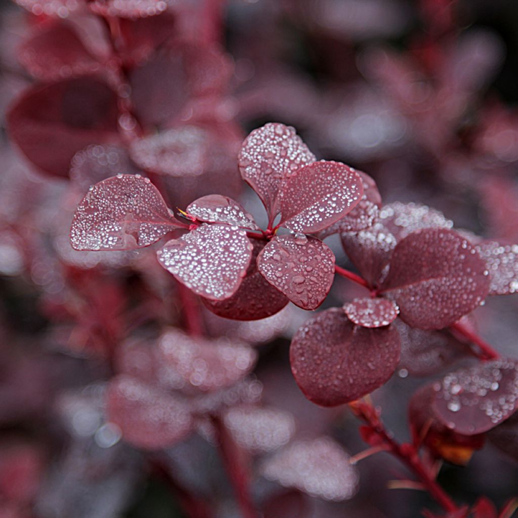 Agracejo japonés - Berberis thunbergii Bagatelle