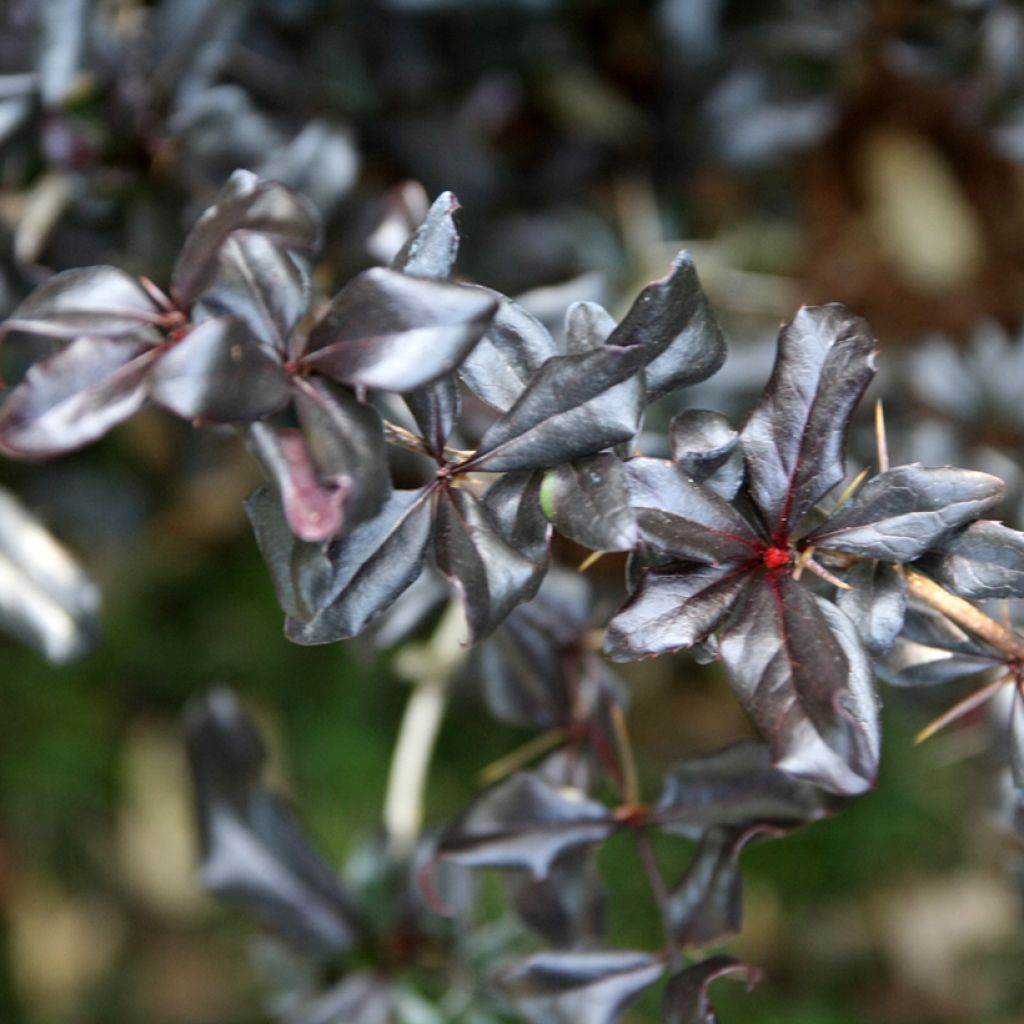 Agracejo japonés - Berberis thunbergii Thunderbolt