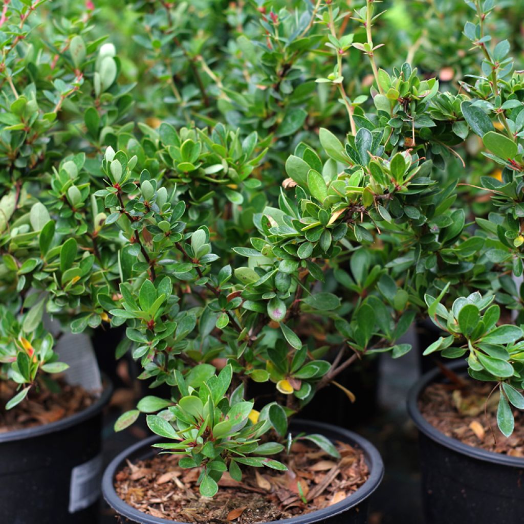 Berberis buxifolia Nana - Agracejo