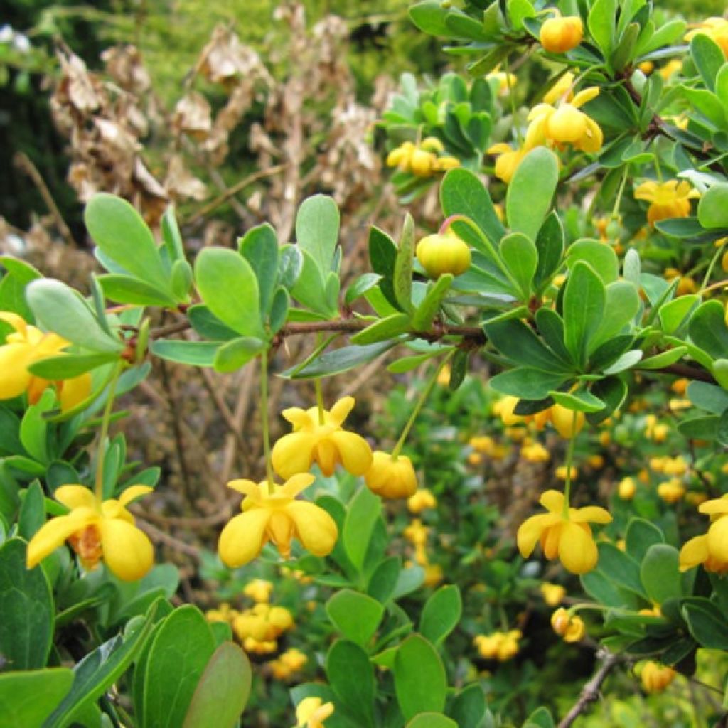 Berberis buxifolia Nana - Agracejo