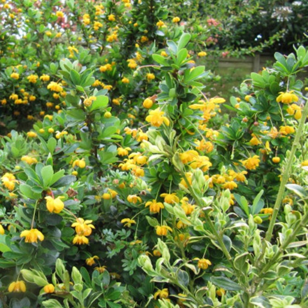 Berberis buxifolia Nana - Agracejo