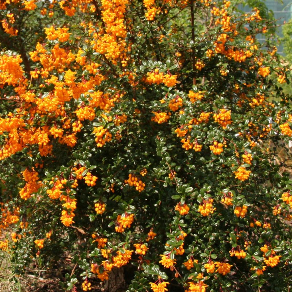 Berberis darwinii - Agracejo