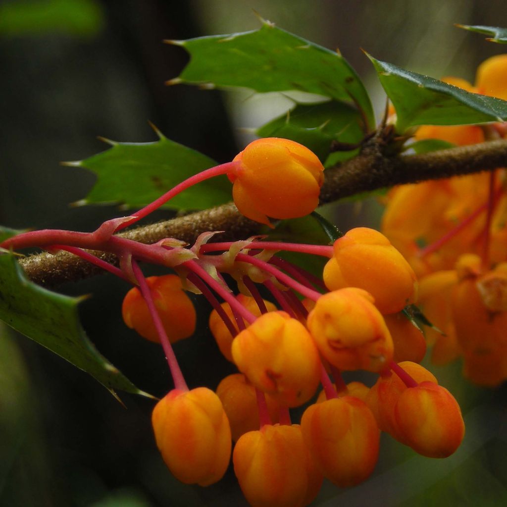 Berberis darwinii - Agracejo