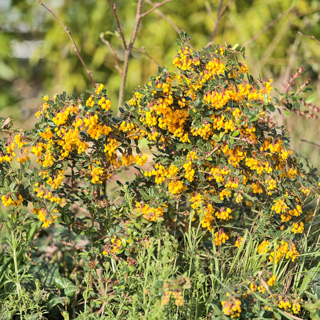 Berberis darwinii Compacta - Agracejo