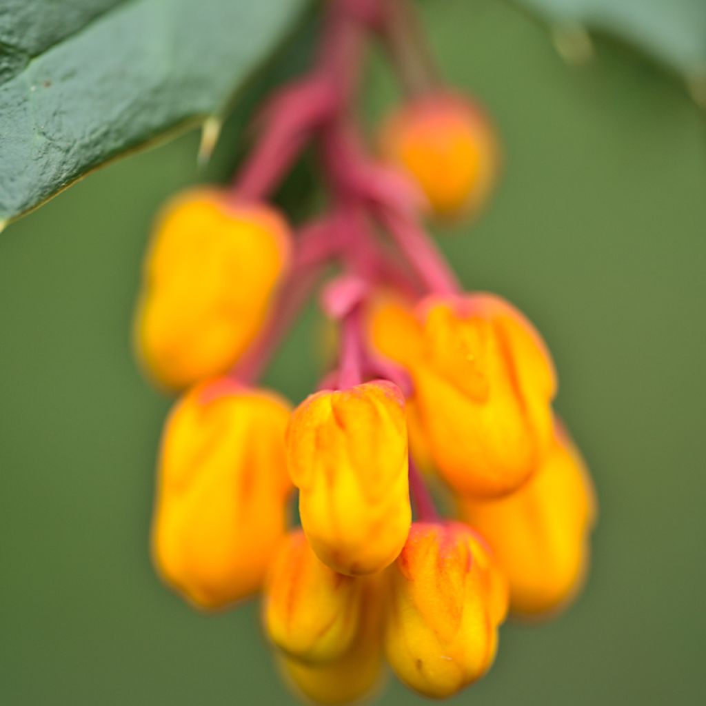 Berberis darwinii Compacta - Agracejo