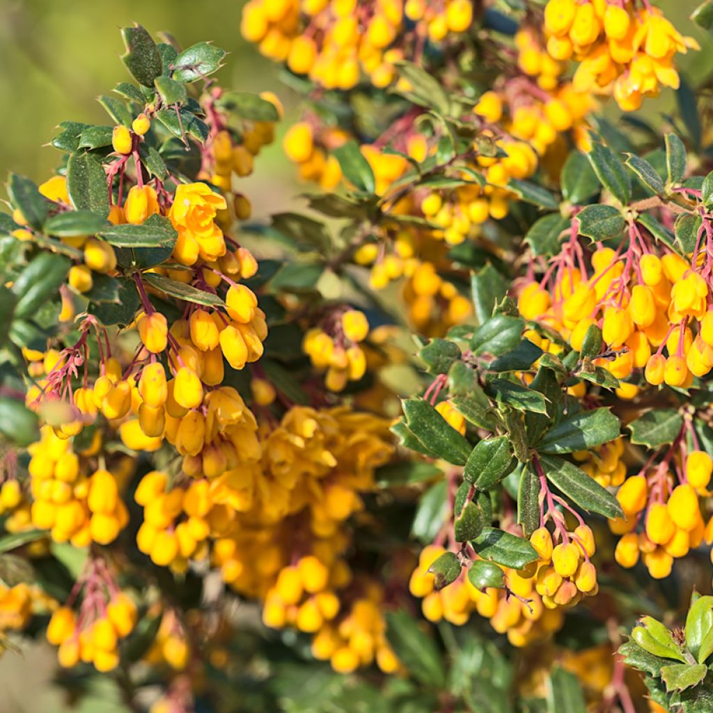 Berberis darwinii Compacta - Agracejo