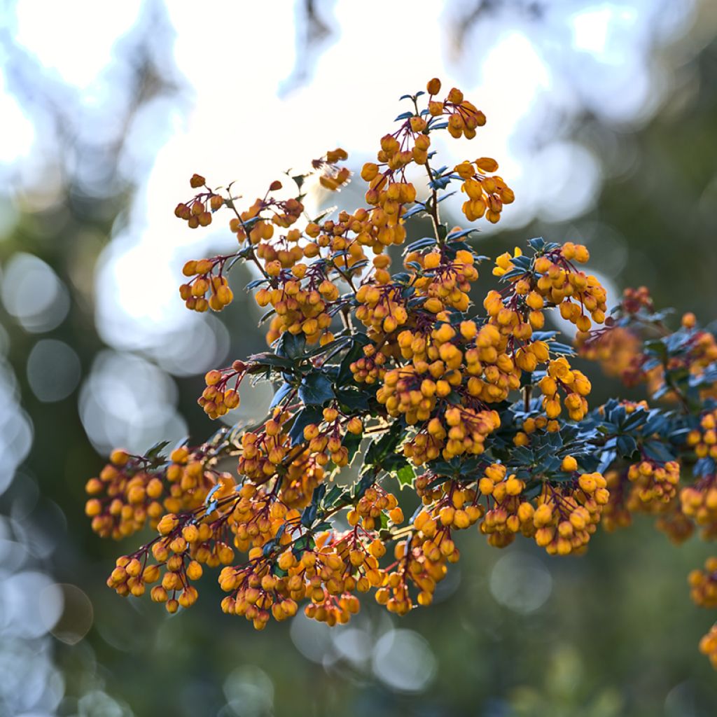 Berberis darwinii Compacta - Agracejo