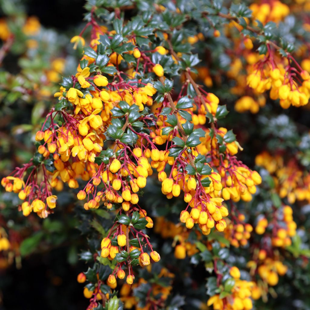 Berberis darwinii - Agracejo