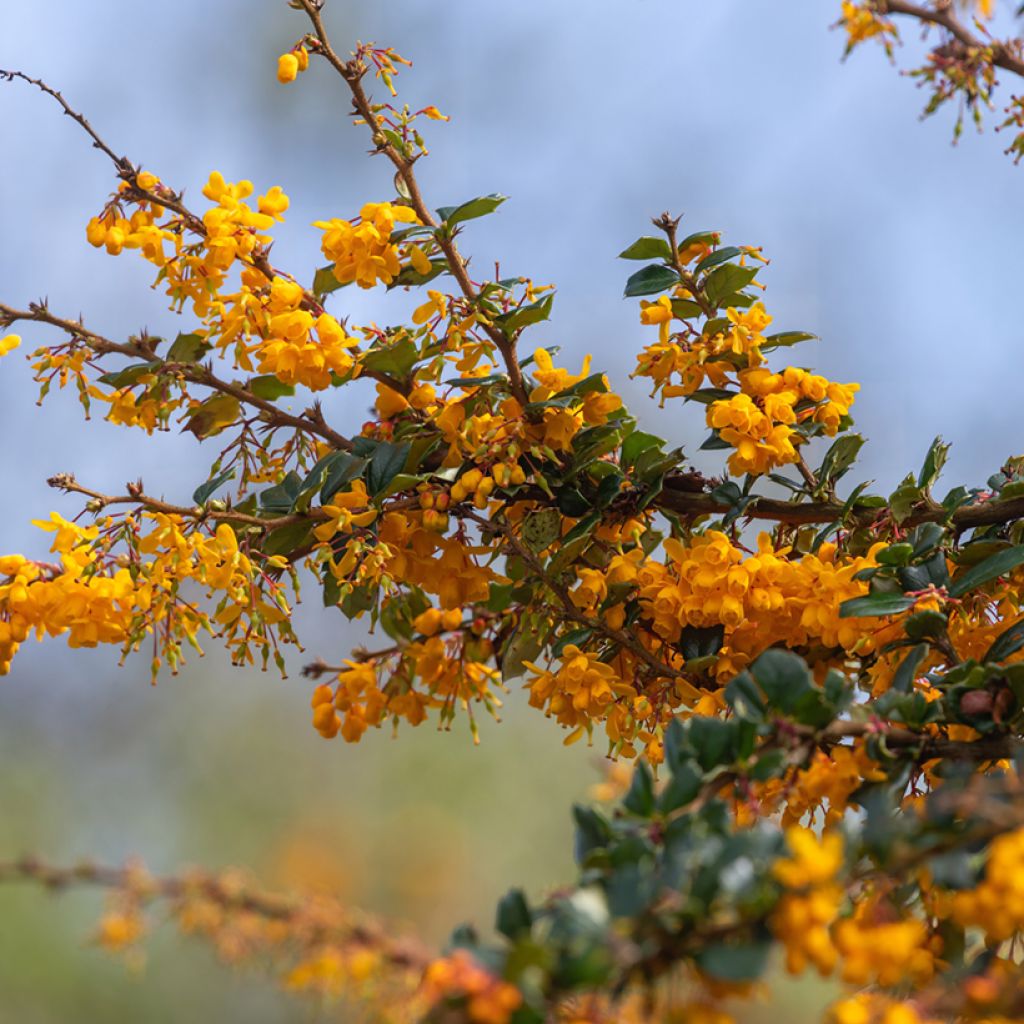 Berberis darwinii - Agracejo