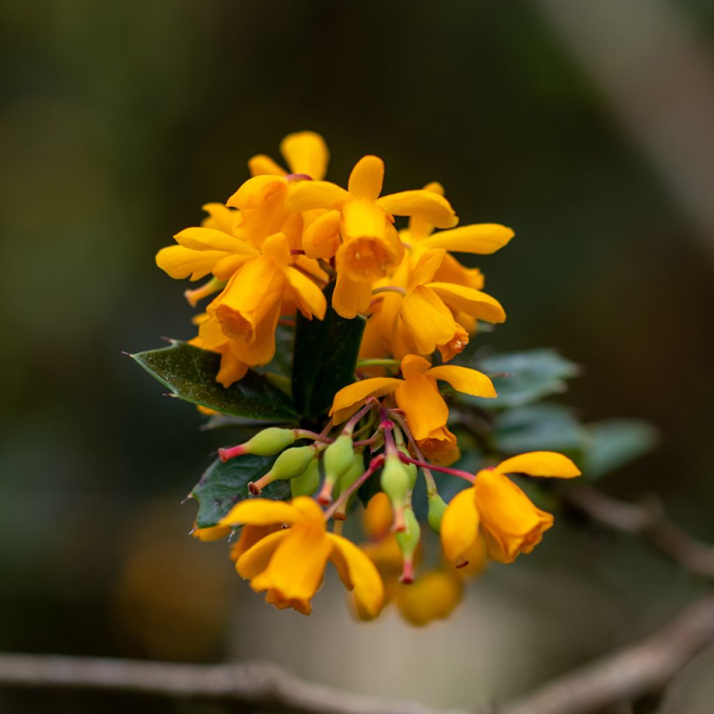 Berberis darwinii - Agracejo