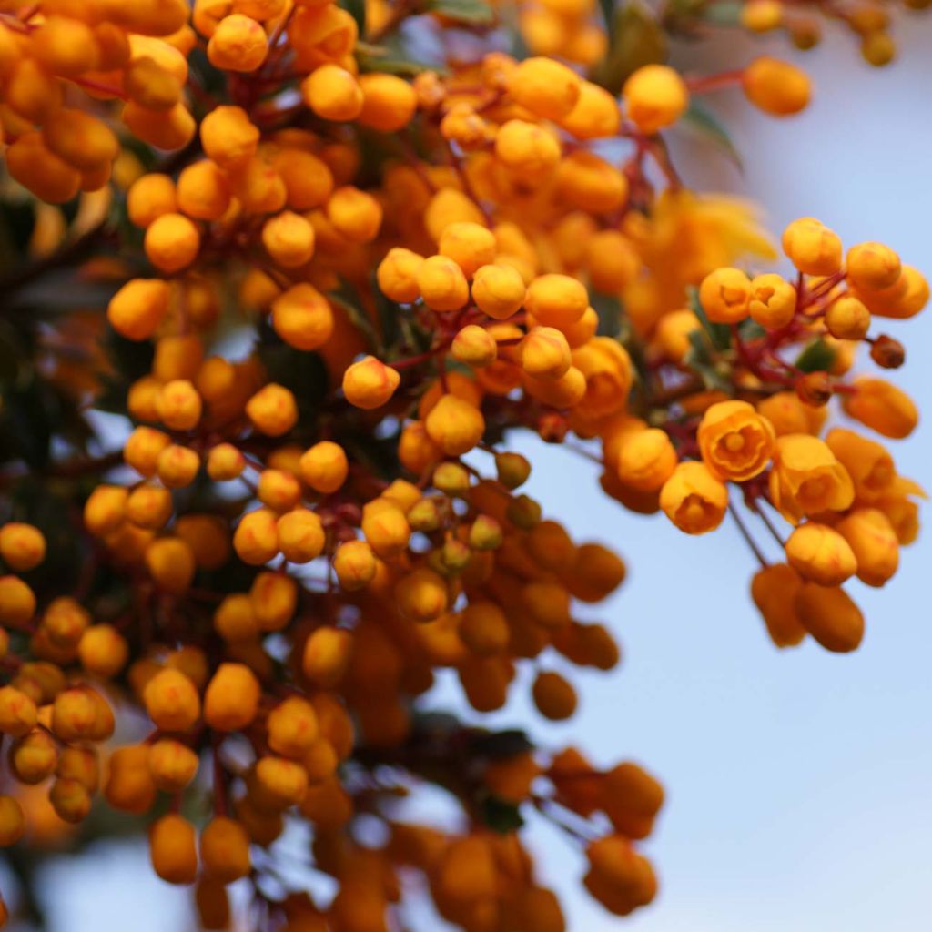 Berberis darwinii Compacta - Agracejo