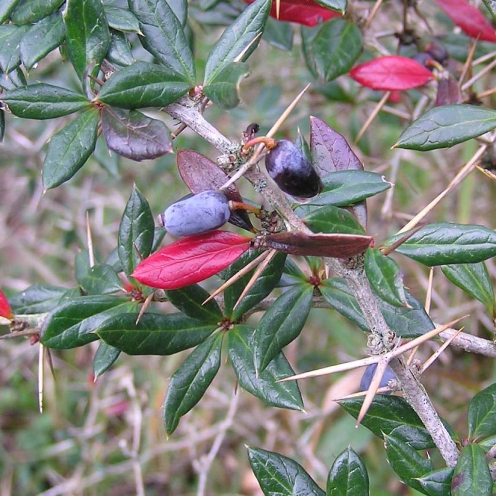 Berberis frikartii Amstelveen - Agracejo