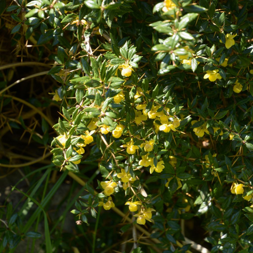 Berberis frikartii Amstelveen - Agracejo