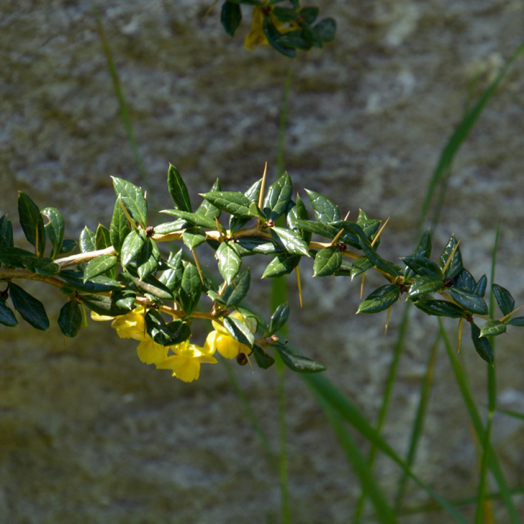 Berberis frikartii Amstelveen - Agracejo