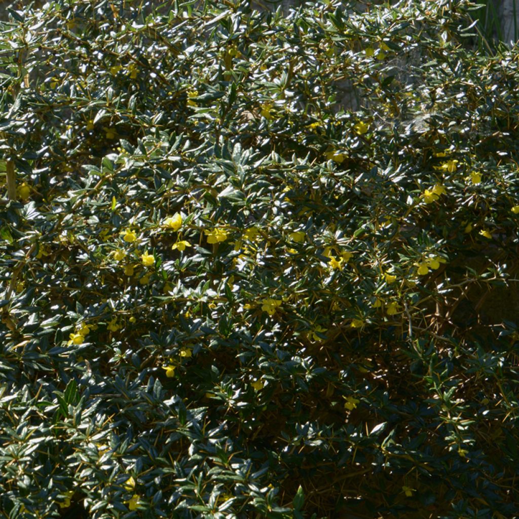 Berberis frikartii Amstelveen - Agracejo