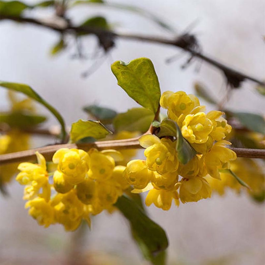 Agracejo chino - Berberis julianae