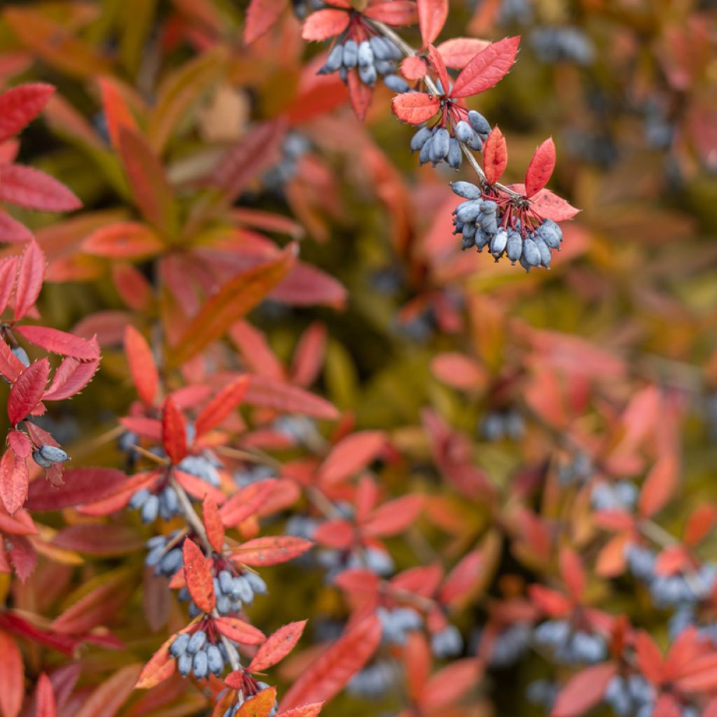 Agracejo chino - Berberis julianae