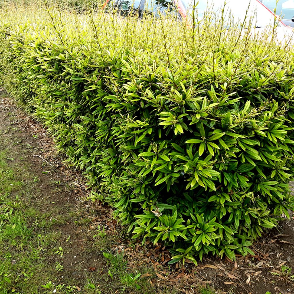 Agracejo chino - Berberis julianae