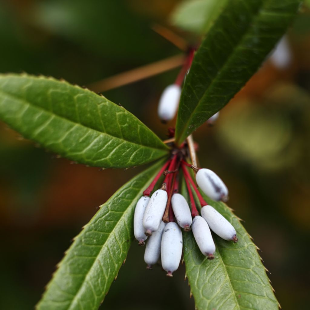 Agracejo chino - Berberis julianae