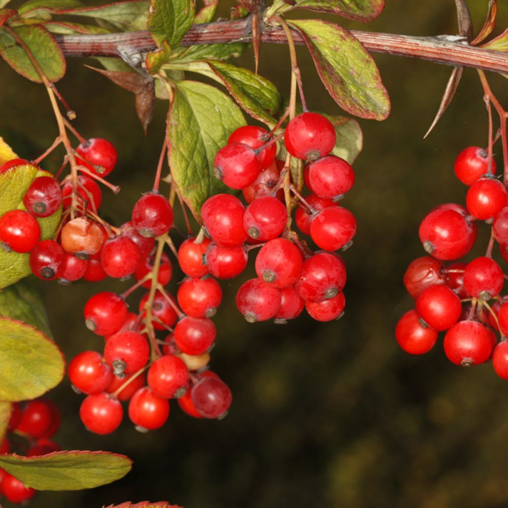 Berberis koreana - Epine-vinette de Corée