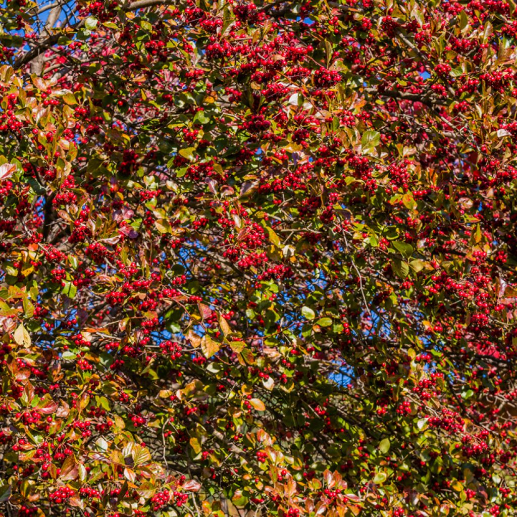 Berberis koreana - Epine-vinette de Corée