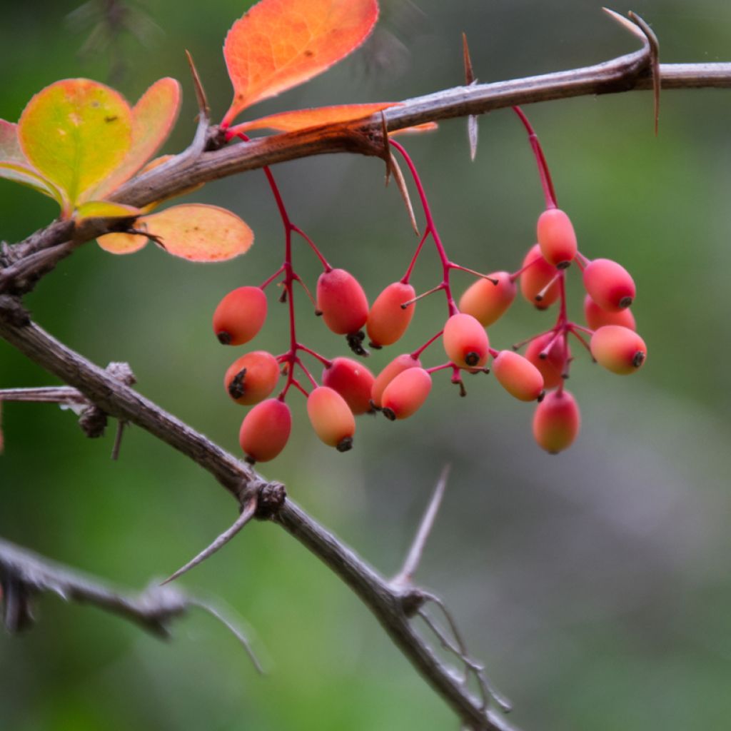 Berberis koreana - Epine-vinette de Corée