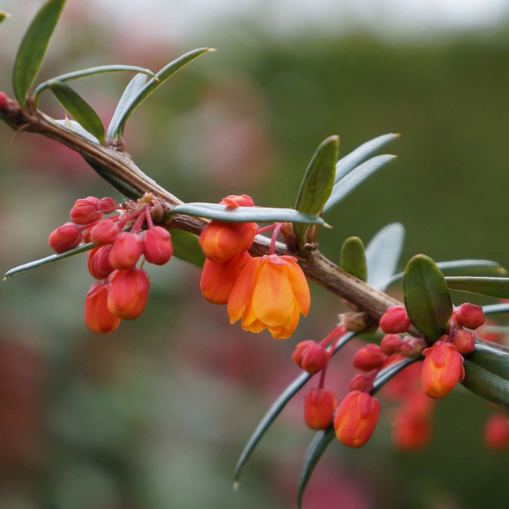 Agracejo - Berberis linearifolia Orange King - Agracejo