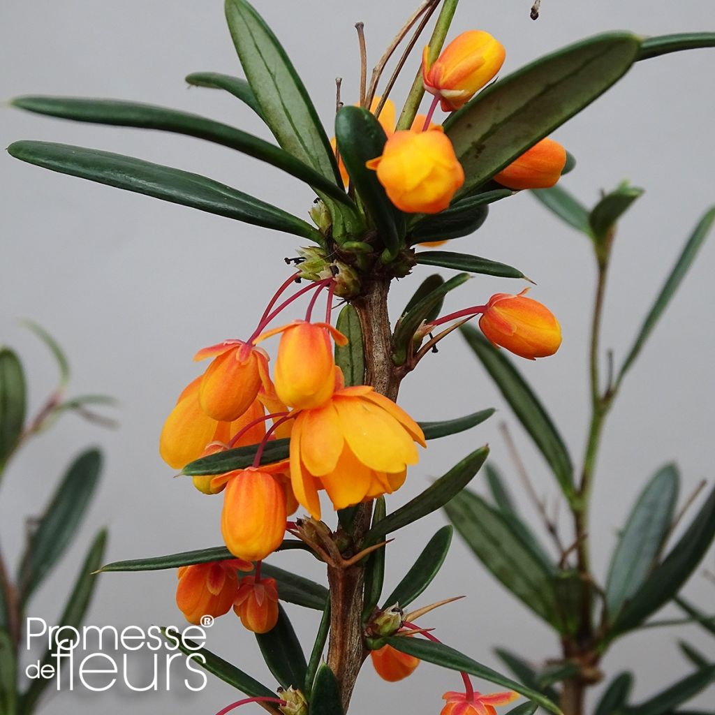 Agracejo - Berberis linearifolia Orange King - Agracejo