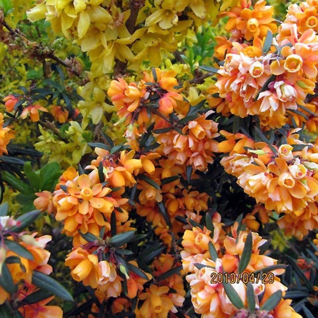 Agracejo - Berberis linearifolia Orange King - Agracejo