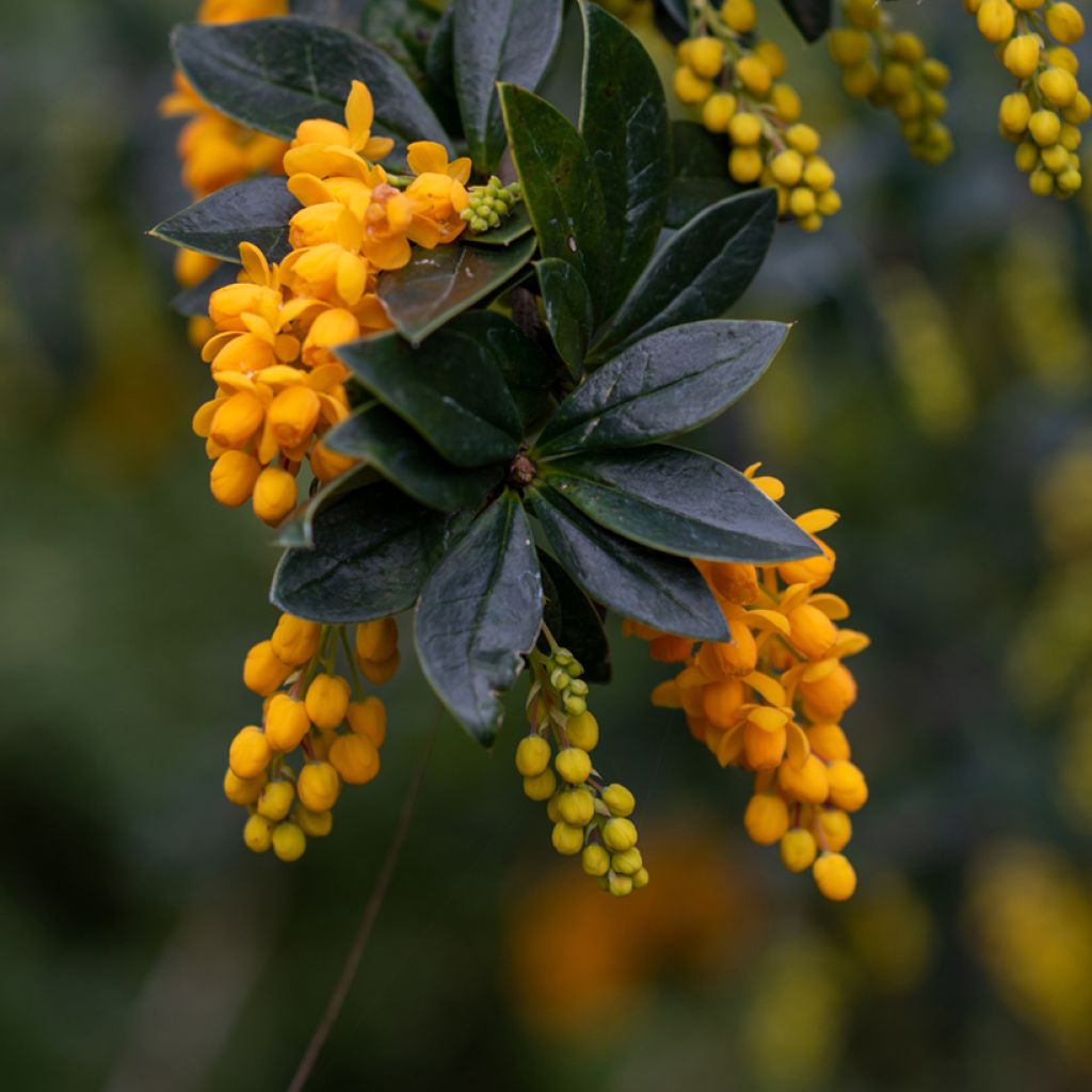 Agracejo - Berberis linearifolia Orange King - Agracejo