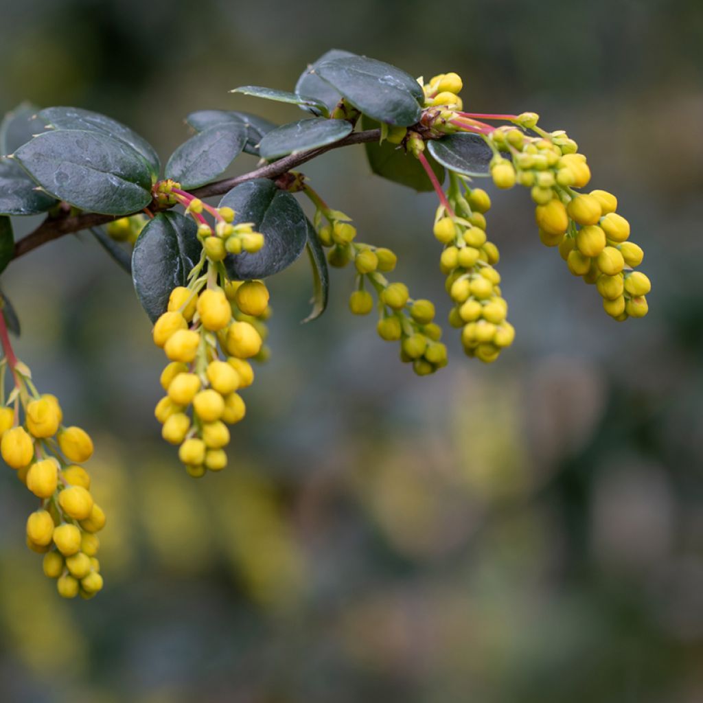 Agracejo - Berberis linearifolia Orange King - Agracejo