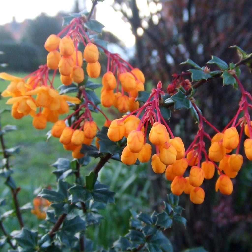 Agracejo - Berberis lologensis Apricot Queen