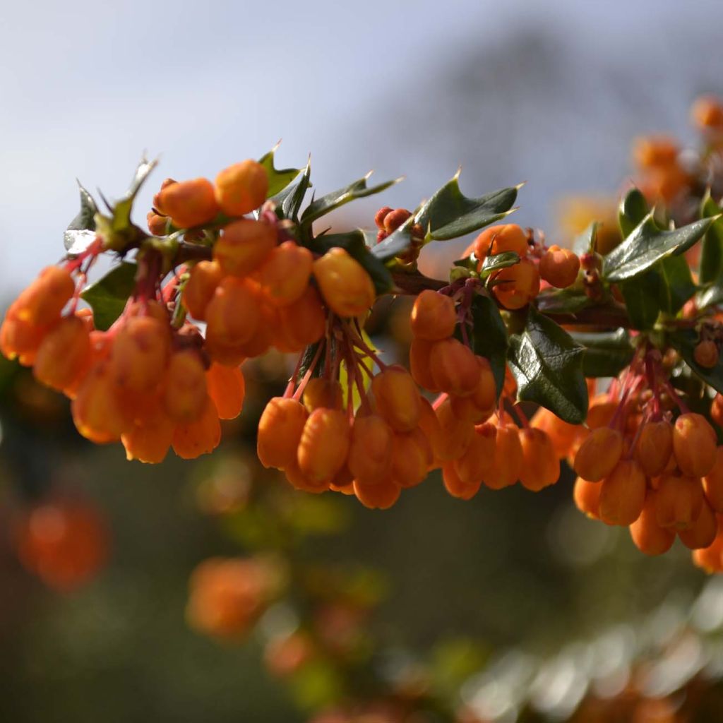 Agracejo - Berberis lologensis Apricot Queen - Agracejo