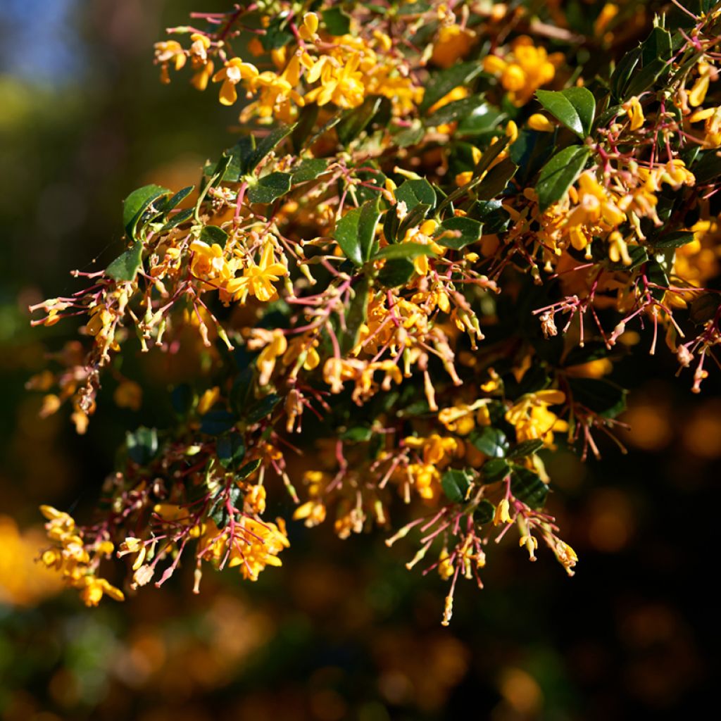 Agracejo - Berberis lologensis Apricot Queen