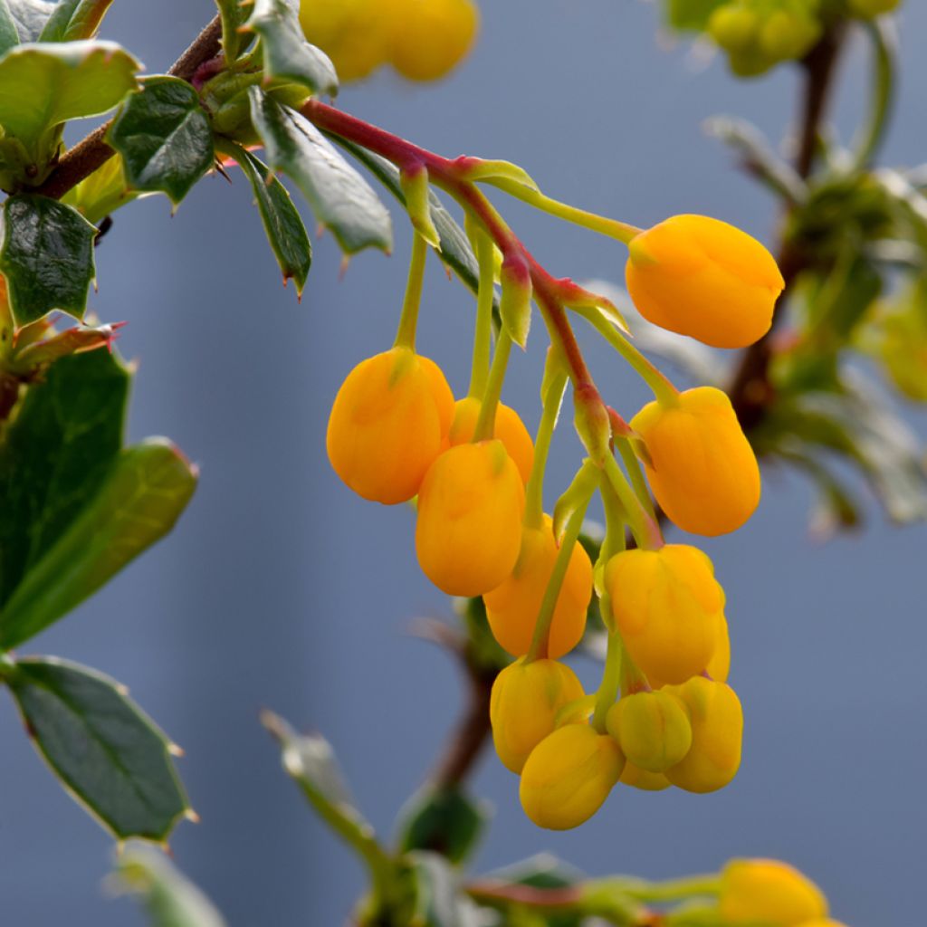 Agracejo - Berberis lologensis Apricot Queen - Agracejo