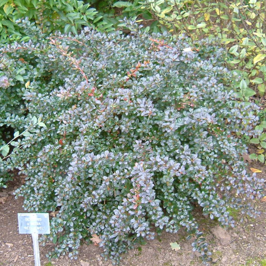 Agracejo - Berberis media Red Jewel - Agracejo