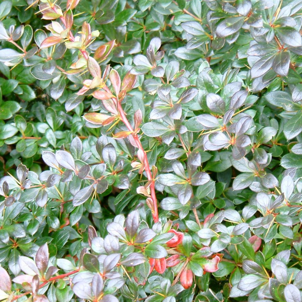 Agracejo - Berberis media Red Jewel - Agracejo