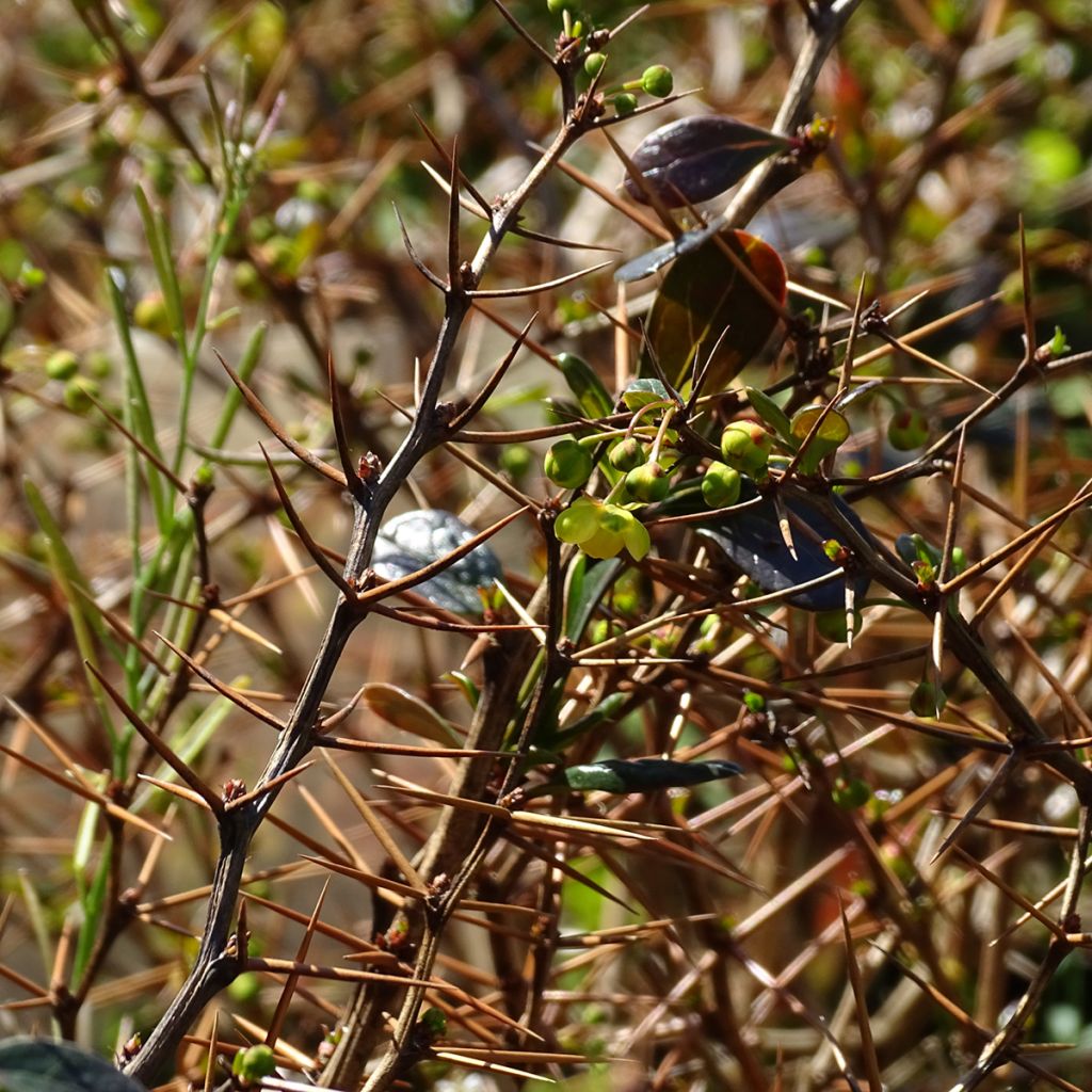 Agracejo - Berberis media Red Jewel - Agracejo