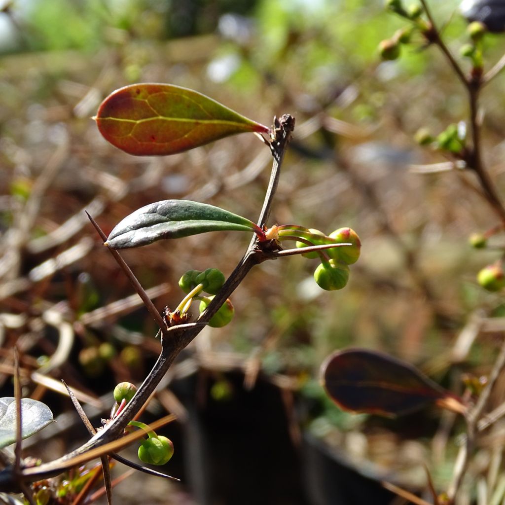 Agracejo - Berberis media Red Jewel - Agracejo