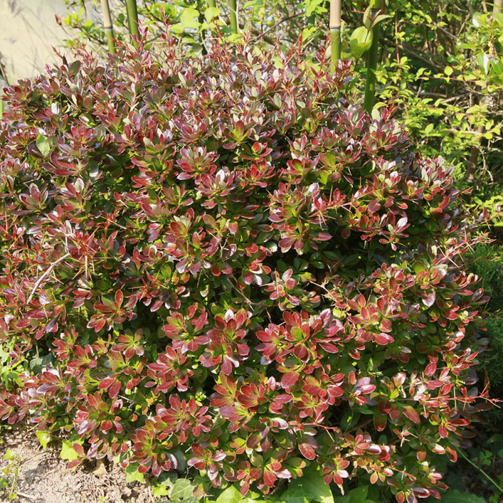 Agracejo - Berberis media Red Jewel - Agracejo