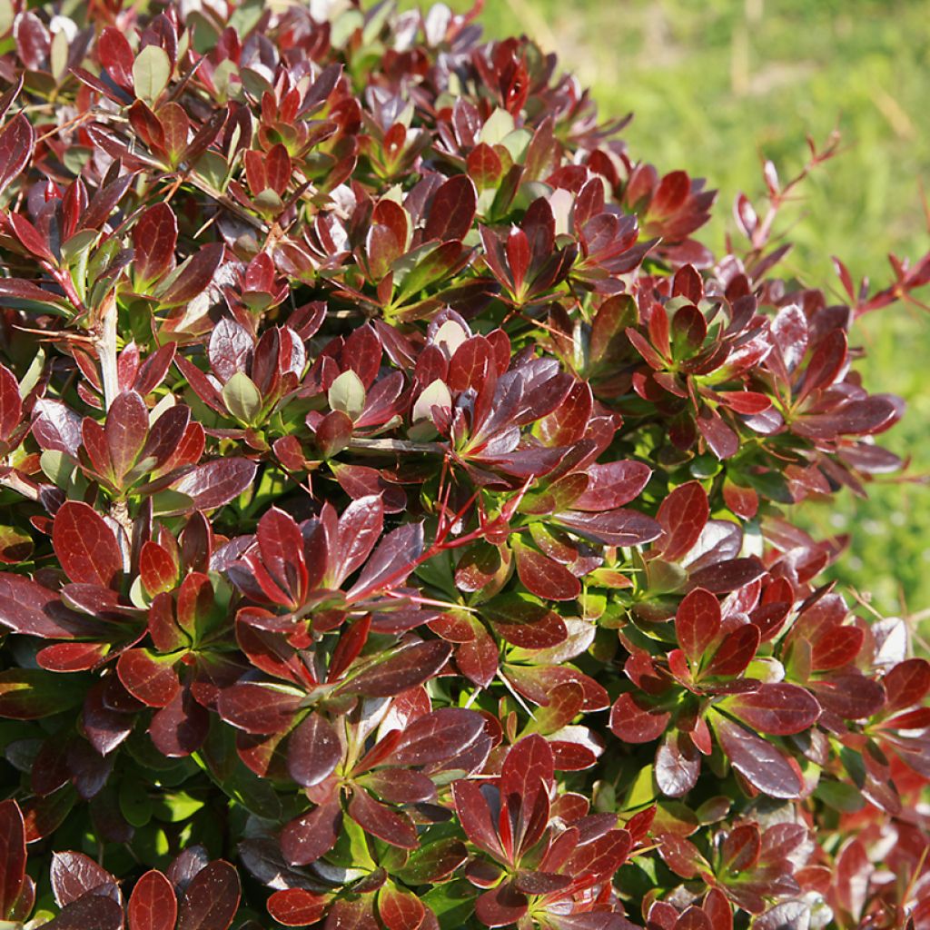 Agracejo - Berberis media Red Jewel - Agracejo