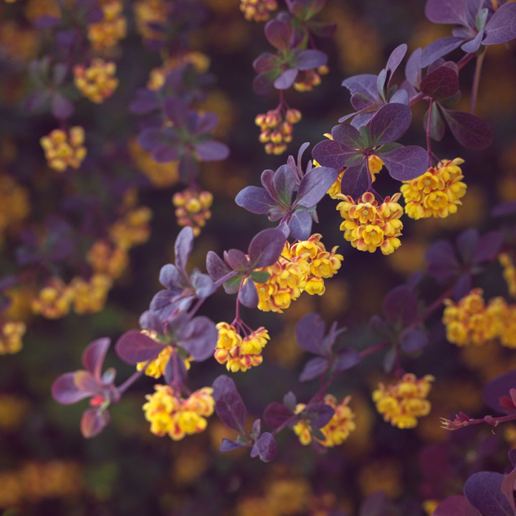 Agracejo - Berberis ottawensis Auricoma