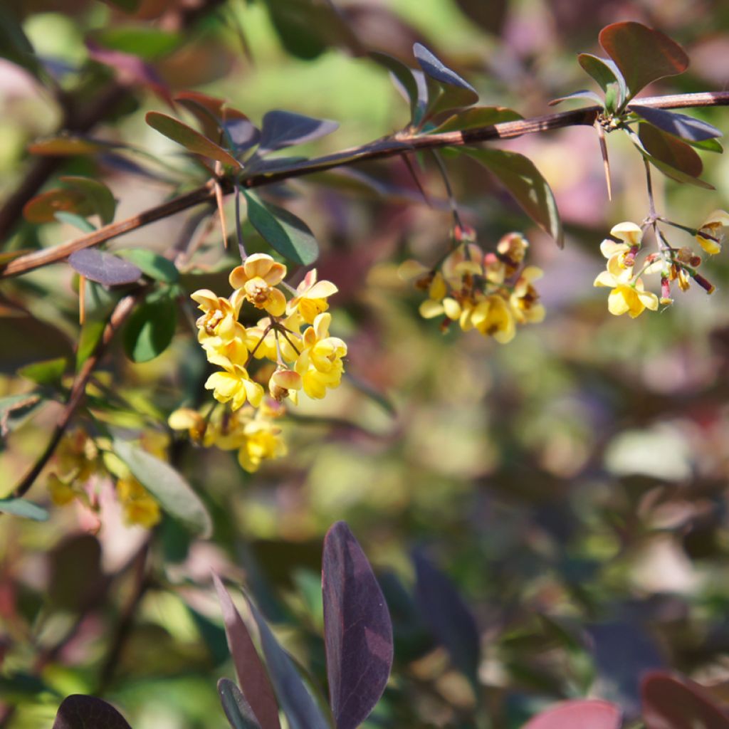 Agracejo - Berberis ottawensis Auricoma