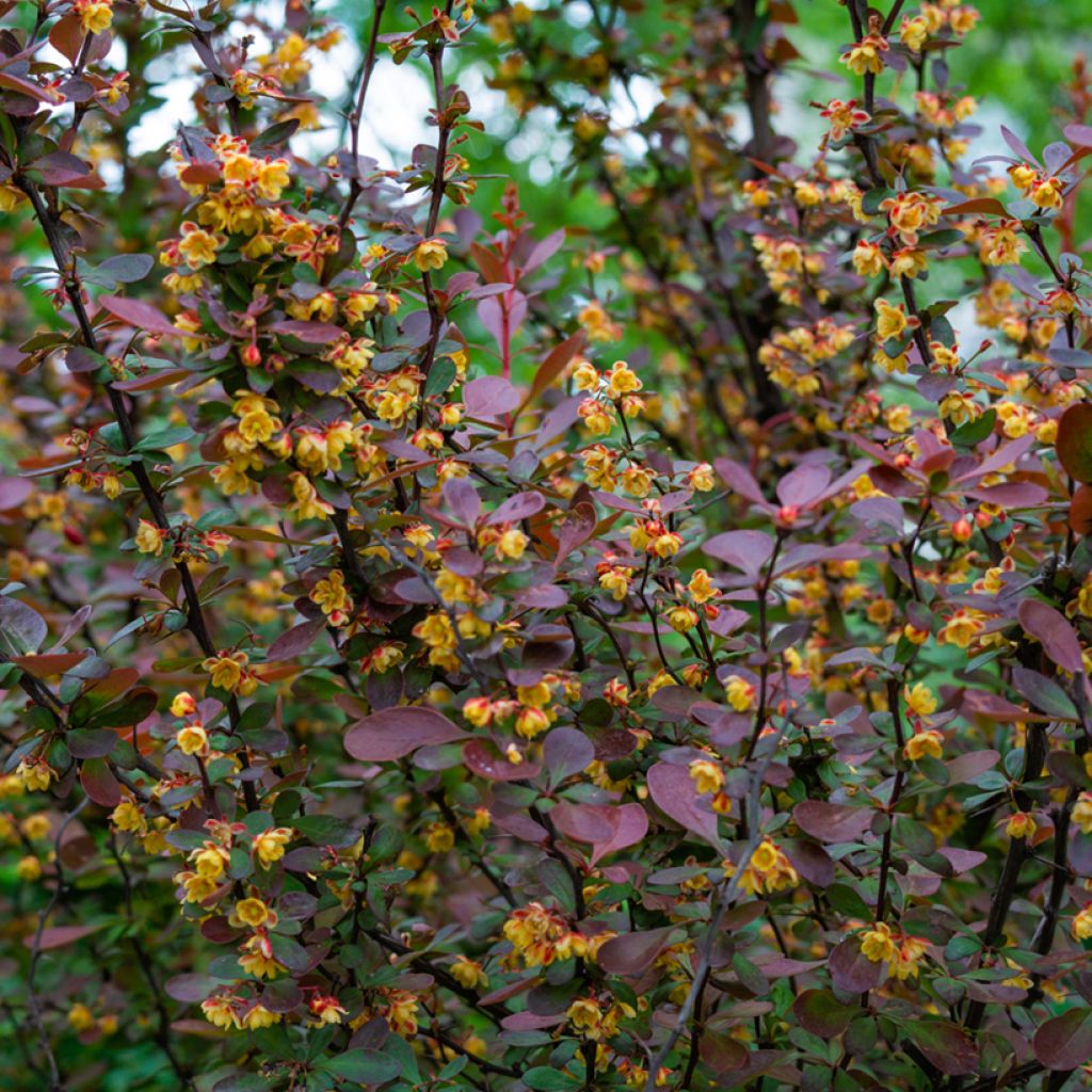 Agracejo - Berberis ottawensis Auricoma