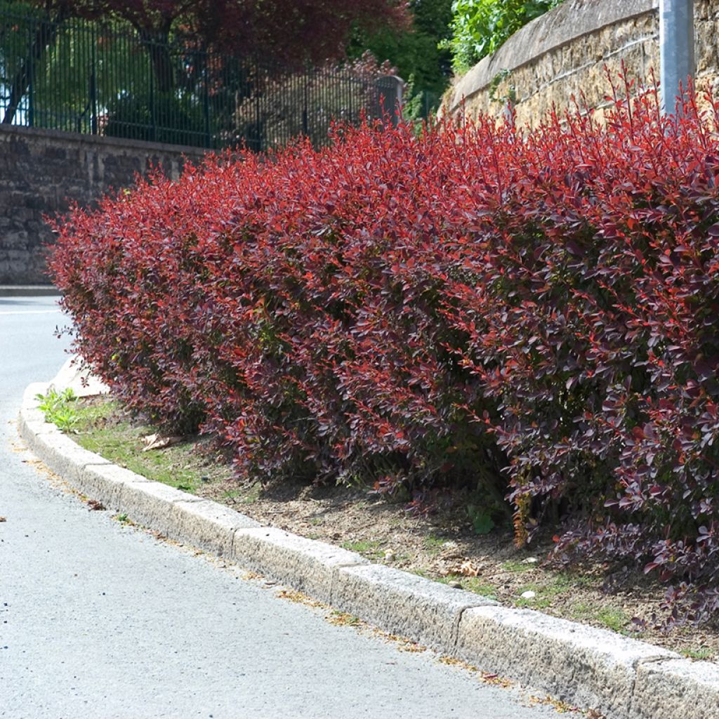 Agracejo - Berberis ottawensis Auricoma