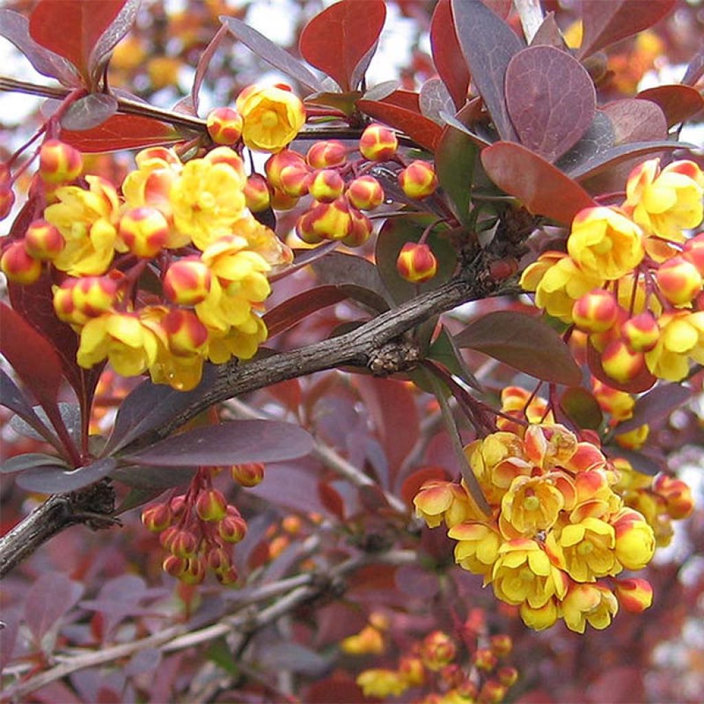 Agracejo - Berberis ottawensis Superba