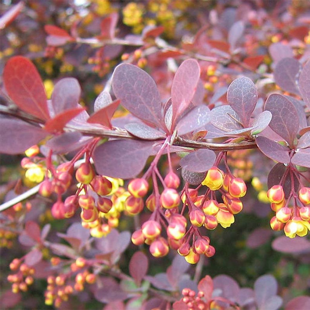 Agracejo - Berberis ottawensis Superba