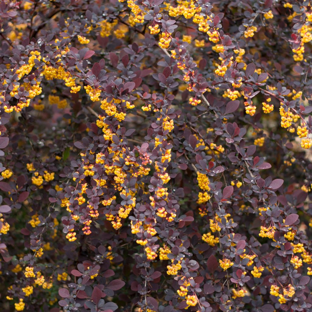 Agracejo - Berberis ottawensis Superba